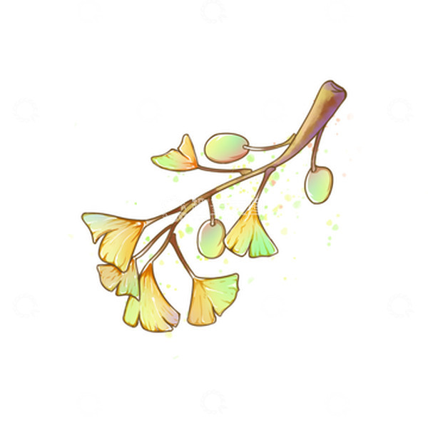 源文件下载【趣麦麦图】秋天银杏树叶手绘插画