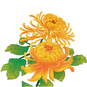 秋天 花朵 金色菊花 手绘花朵