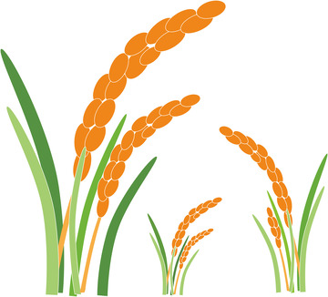 金色秋天田野水稻成熟农民丰收稻穗