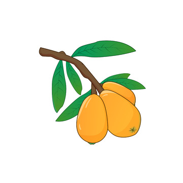 黄色小清新枇杷水果手绘矢量插画