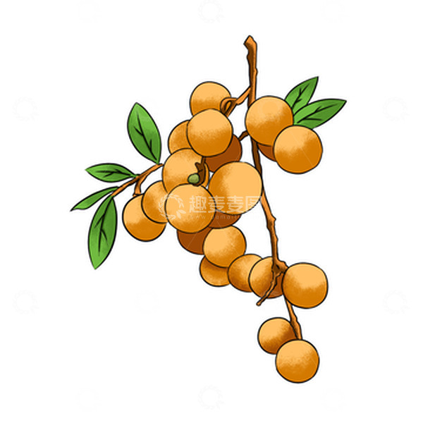 源文件下载【趣麦麦图】清新简约龙眼白露节气水果手绘