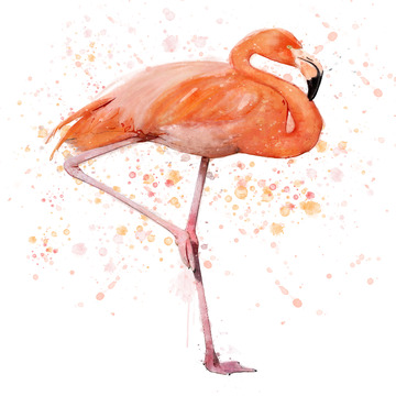 水彩火烈鸟手绘