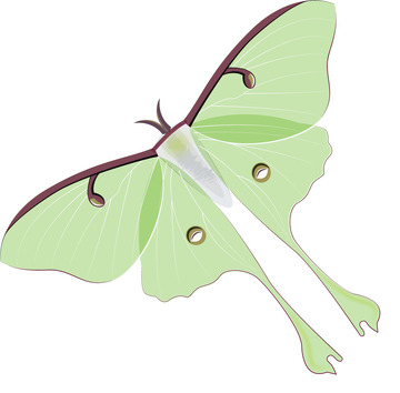 精灵飞蛾子月型天蚕蛾