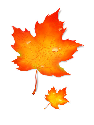 手绘秋季枫叶 立秋 树叶 书签