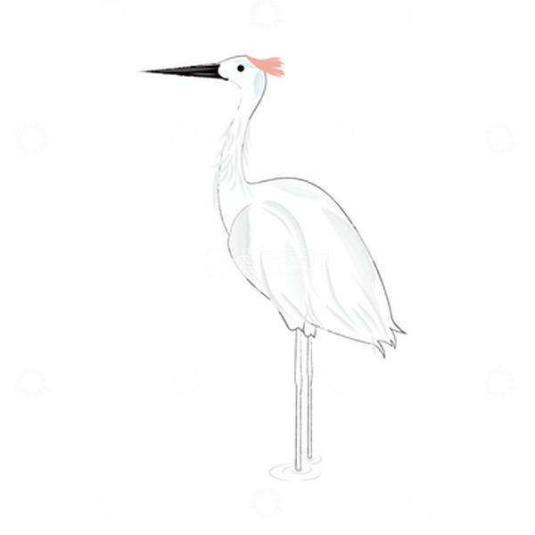 源文件下载【趣麦麦图】黑白色白鹭节气手绘图
