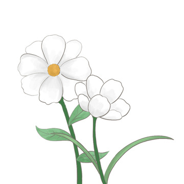 白色小清新小花手绘