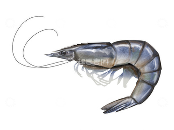 源文件下载【趣麦麦图】水墨青色大虾厚涂手绘图