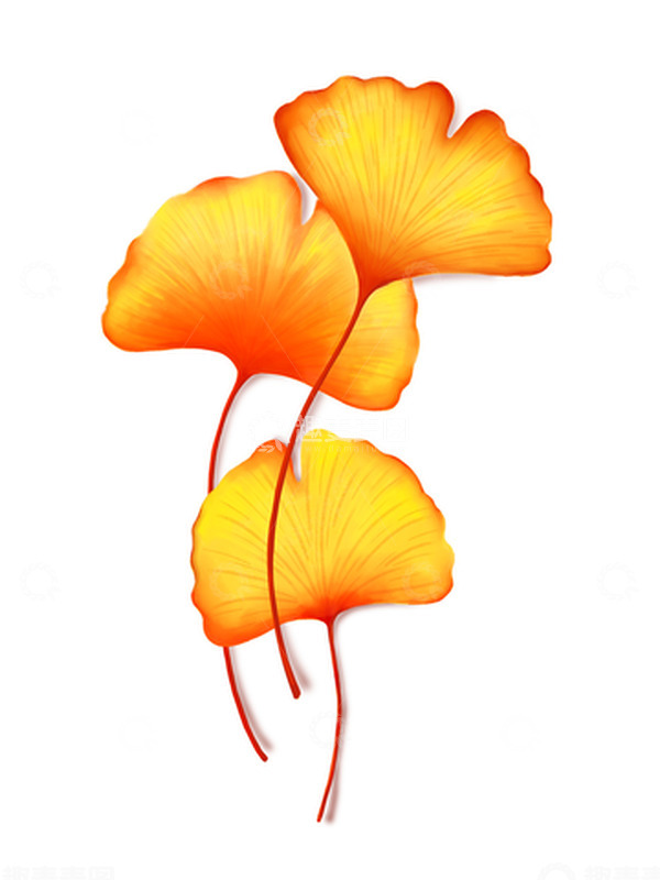 源文件下载【趣麦麦图】金色秋天的银杏叶手绘素材 白露秋分