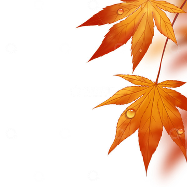 源文件下载【趣麦麦图】-手绘秋天枫叶露珠