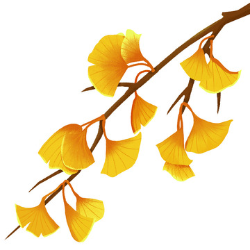 金黄色秋天秋分银杏装饰手绘图
