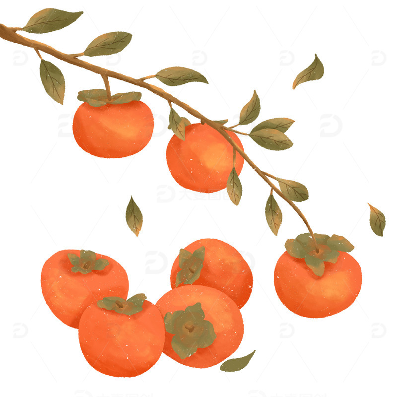 手绘素材插画柿子树