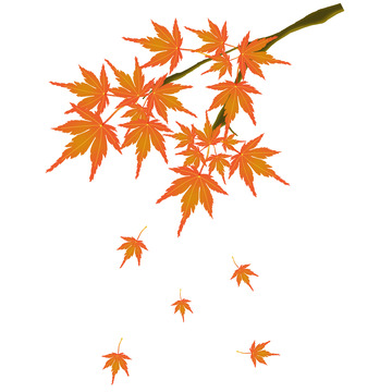 手绘枫叶元素