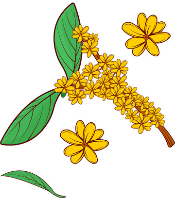 手绘秋天的桂花