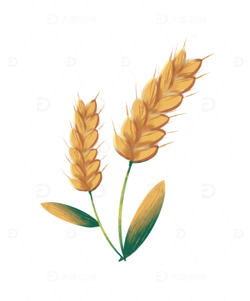 秋分节气金色农作物麦子麦穗素材