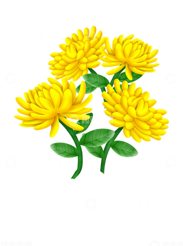 源文件下载【趣麦麦图】秋天花朵金色菊花重阳节黄菊水彩菊花元素