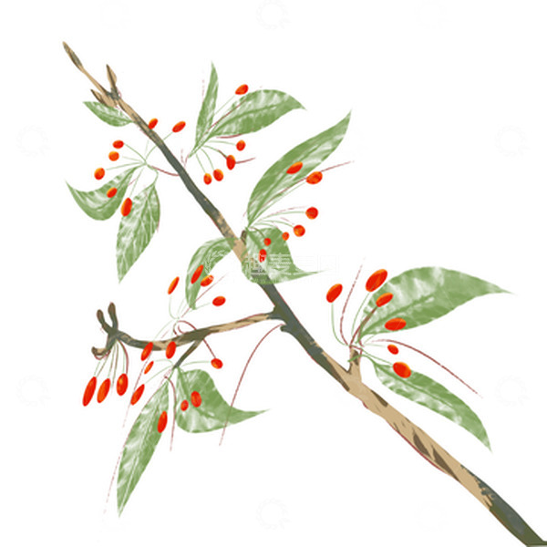源文件下载【趣麦麦图】茱萸植物重阳节手绘图