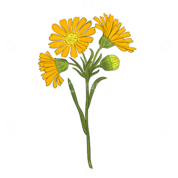 源文件下载【趣麦麦图】-黄色菊花小雏菊重阳节气手绘图