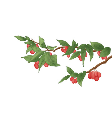 重阳节手绘习俗民俗山茱萸