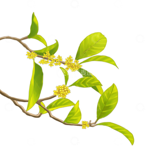 源文件下载【趣麦麦图】绿色手绘秋天桂花元素