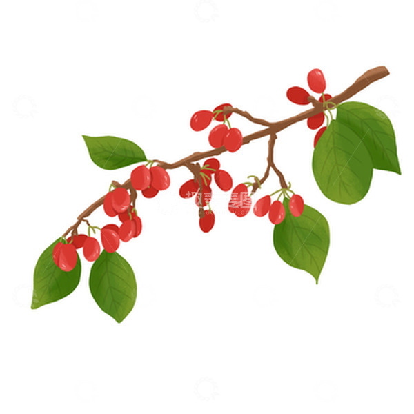 源文件下载【趣麦麦图】红色清新重阳节茱萸手绘插画