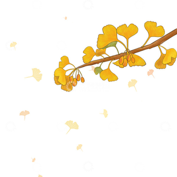 源文件下载【趣麦麦图】金黄色银杏叶银杏果装饰植物秋天秋分手绘图