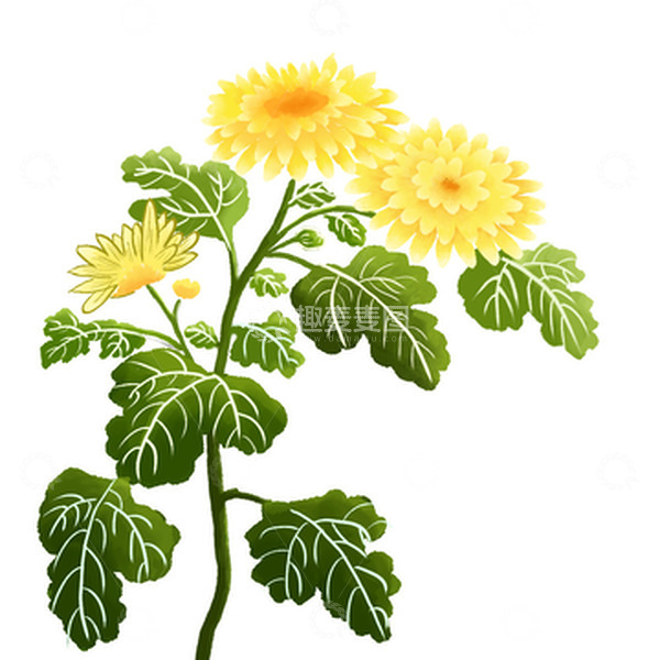 源文件下载【趣麦麦图】黄色绿色水墨风小清新重阳节赏菊花手绘插画