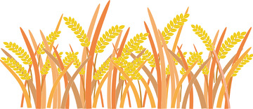 金黄色秋天季节稻谷成熟丰收图