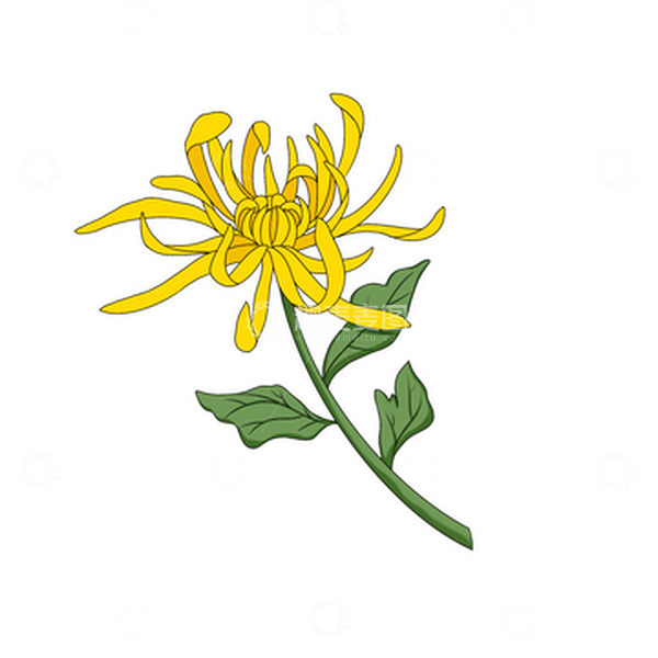 源文件下载【趣麦麦图】重阳节赏菊之黄色菊花
