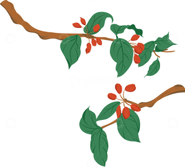 源文件下载【趣麦麦图】清新矢量重阳节植物茱萸插画