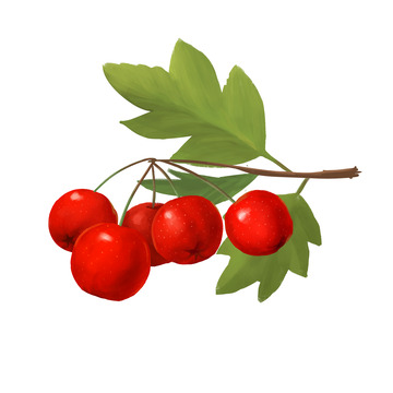 红色山楂手绘图