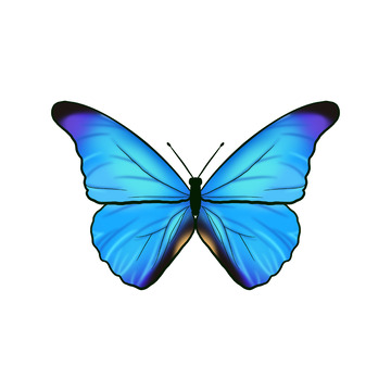 蓝色渐变小清新绚丽蝴蝶昆虫手绘