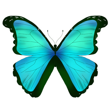 蓝绿色绚丽蝴蝶昆虫手绘