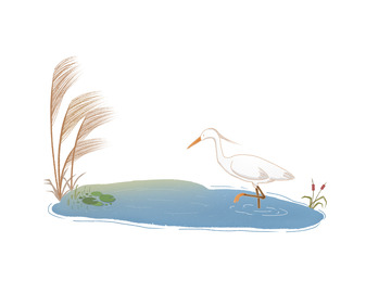 霜降节气芦苇白鹭湖边植物水鸟文艺清新插画