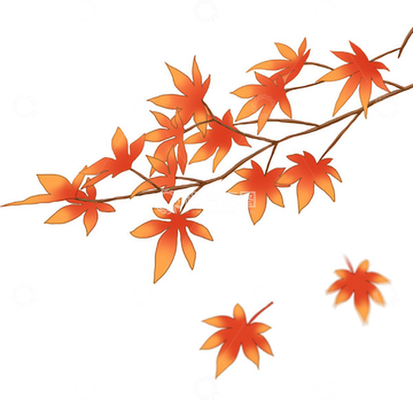 源文件下载【趣麦麦图】橙红色手绘霜降枫叶落叶