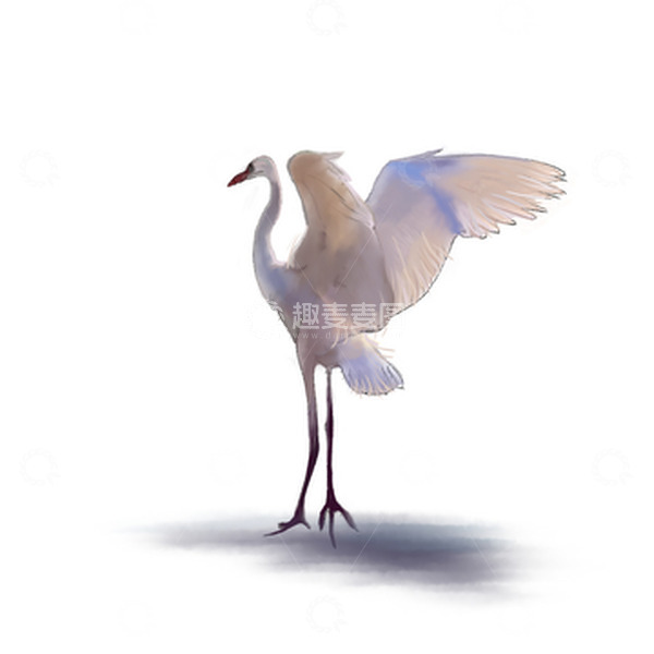 源文件下载【趣麦麦图】白鹭写实霜降手绘图
