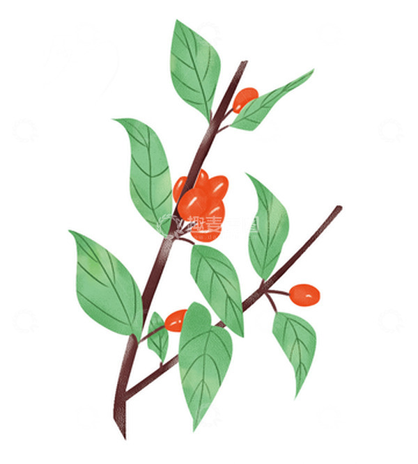 源文件下载【趣麦麦图】绿色小清新茱萸重阳节装饰手绘图
