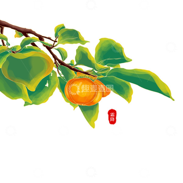 源文件下载【趣麦麦图】小清新中国风手绘柿子元素霜降节气元素
