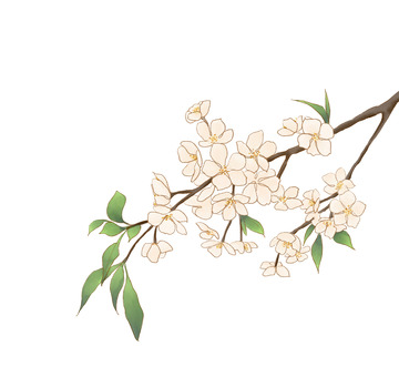 淡雅小清新千树万树梨花开手绘图