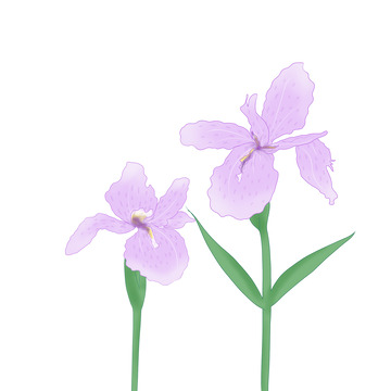 紫色小清新鸢尾花花朵手绘