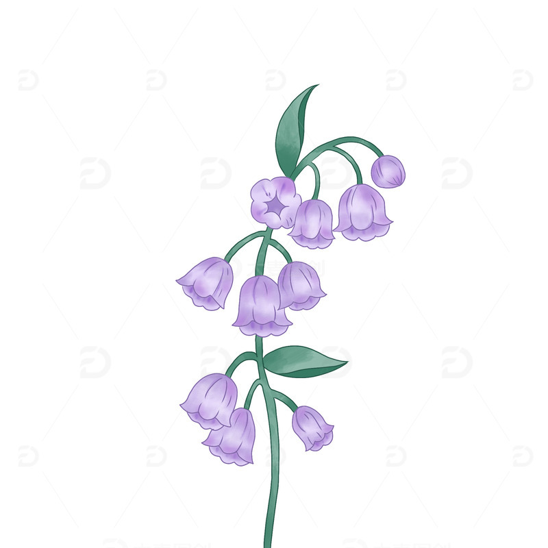 紫色清新风铃花金铃花灯笼花手绘