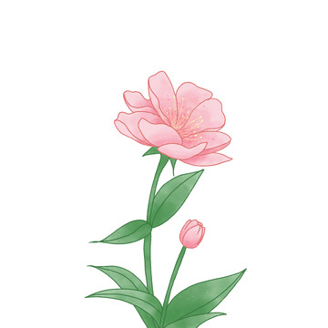 红色小清新海棠花花朵手绘