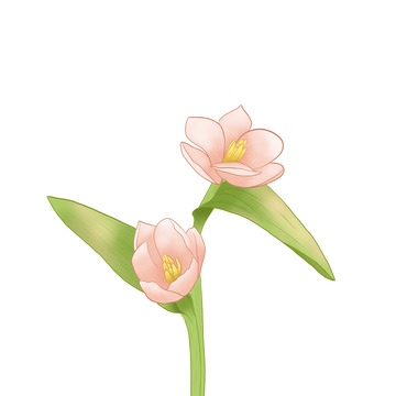 粉色浪漫郁金香花朵手绘