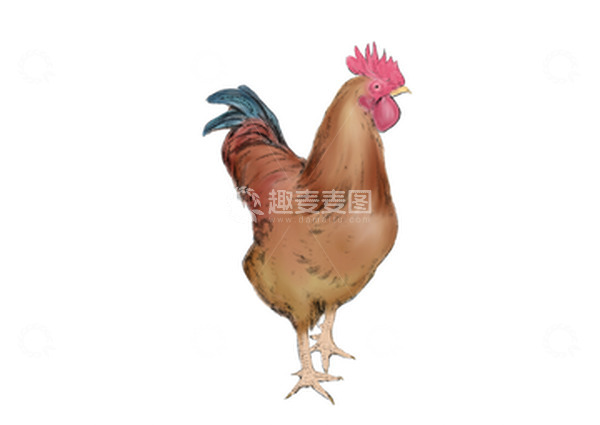 源文件下载【趣麦麦图】红棕色手绘水墨国潮风格公鸡素材