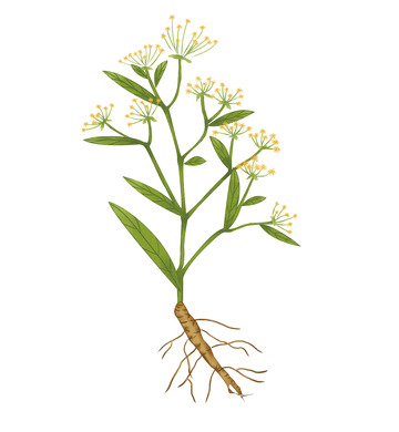 中药小清新柴胡手绘植物绿色