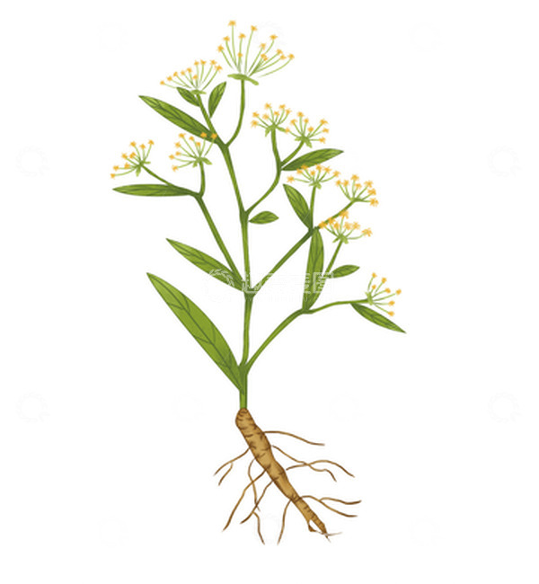 源文件下载【趣麦麦图】-中药小清新柴胡手绘植物绿色