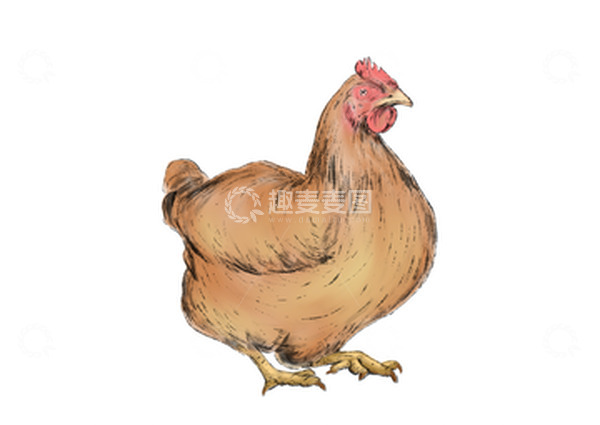 源文件下载【趣麦麦图】黄色羽毛手绘国画国潮母鸡素材