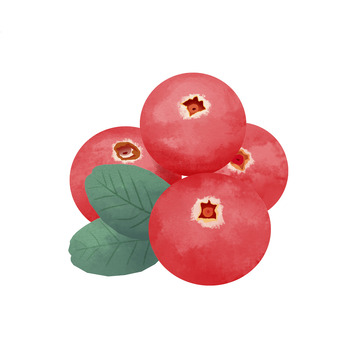 红色清新水彩蔓越桔浆果植物插画