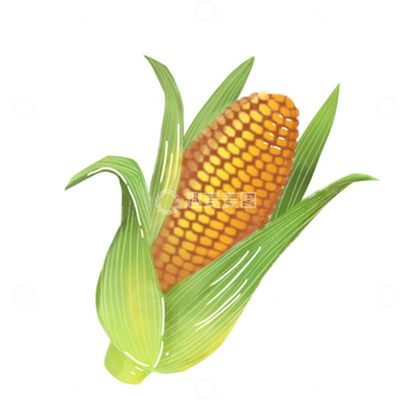 源文件下载【趣麦麦图】黄绿色小清新一根成熟的玉米感恩节手绘图