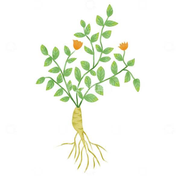 源文件下载【趣麦麦图】-中药党参小清新包装插画图