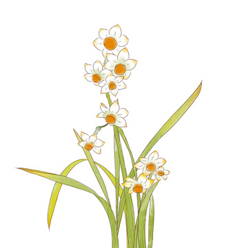 手绘水彩淡彩水仙花彩铅文艺清新花卉绿植物